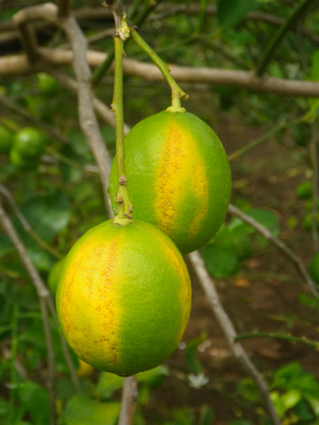 Sisdeagro SAS | El wood pocket en lima Tahití: un enemigo invisible