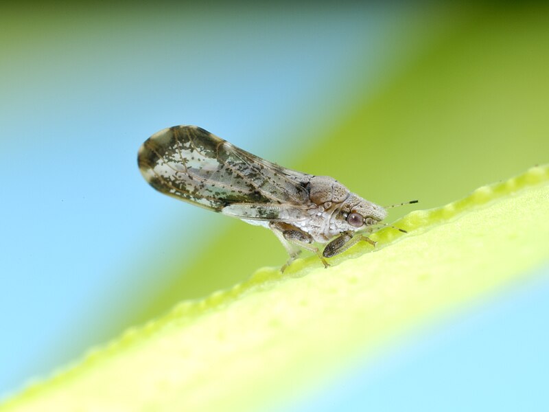 Psílido asiático de los cítricos (Diaphorina citri)