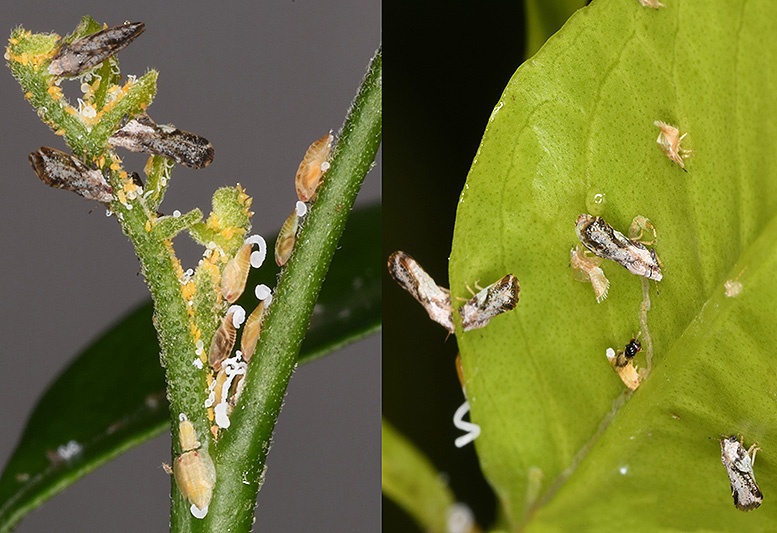 Sisdeagro SAS } Diaphorina citri vector de HLB o Huanglongbin