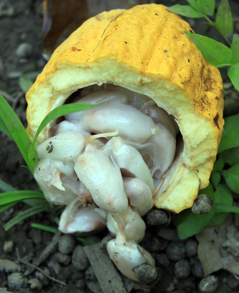 Sisdeagro SAS | Manejo integrado de la moniliasis en cacao - Parte I